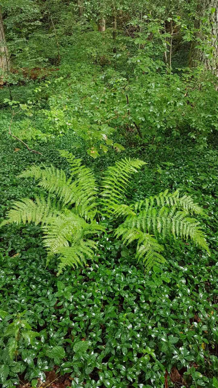 	14 3 Tage auf dem Schluchtensteig im Südschwarzwald